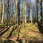 Charmante Im Natur-wald Appartamento