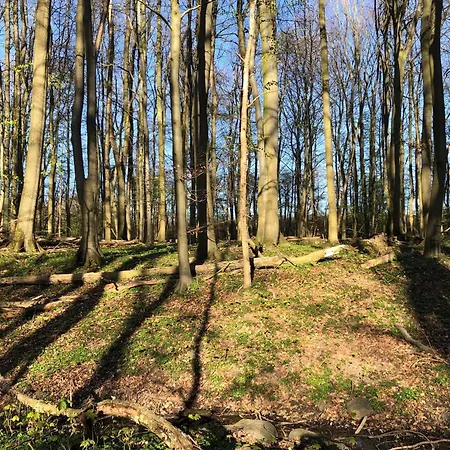 Charmante Im Natur-wald Apartament